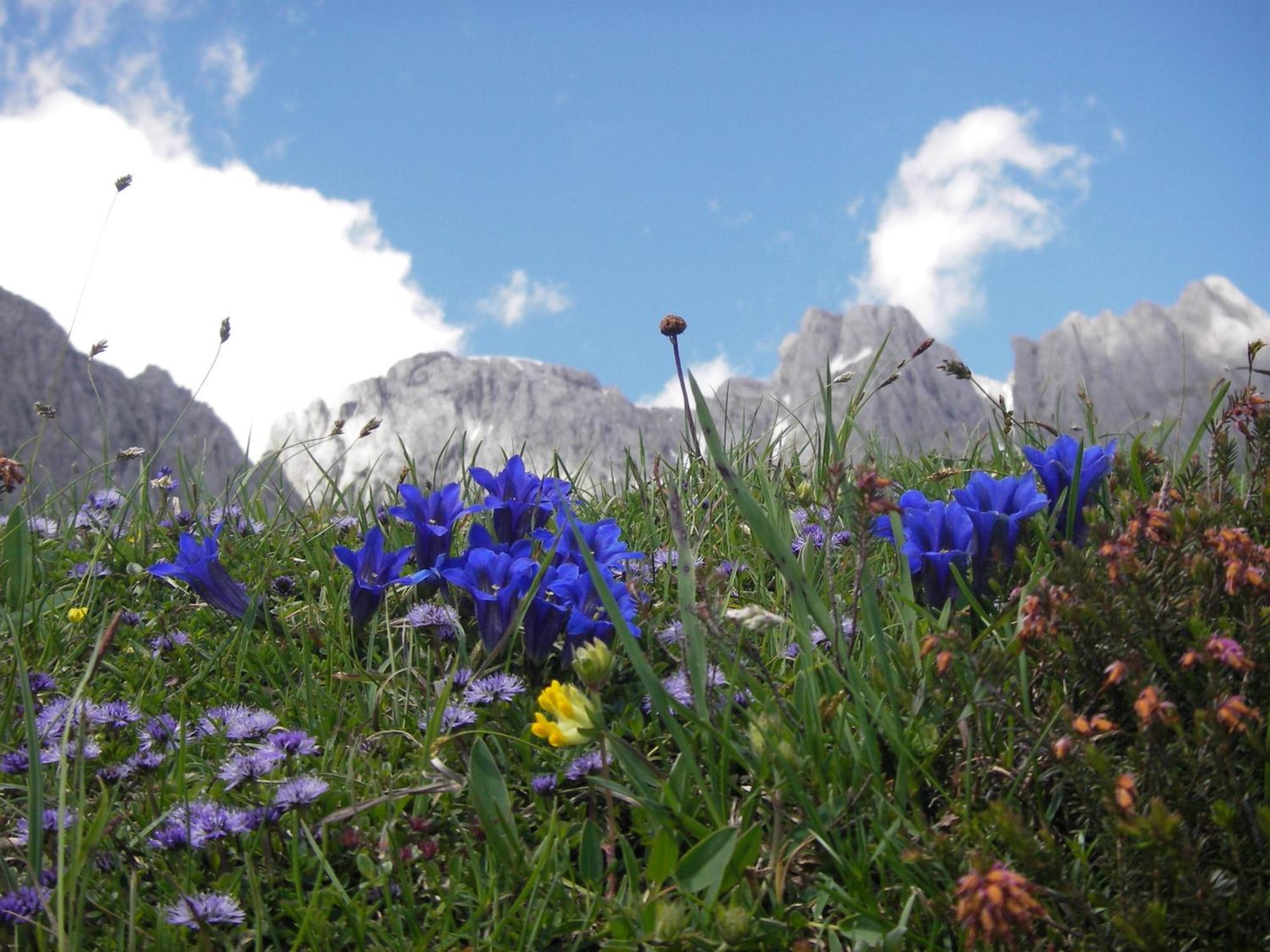 Molteraugut Daire Mühlbach am Hochkönig Dış mekan fotoğraf
