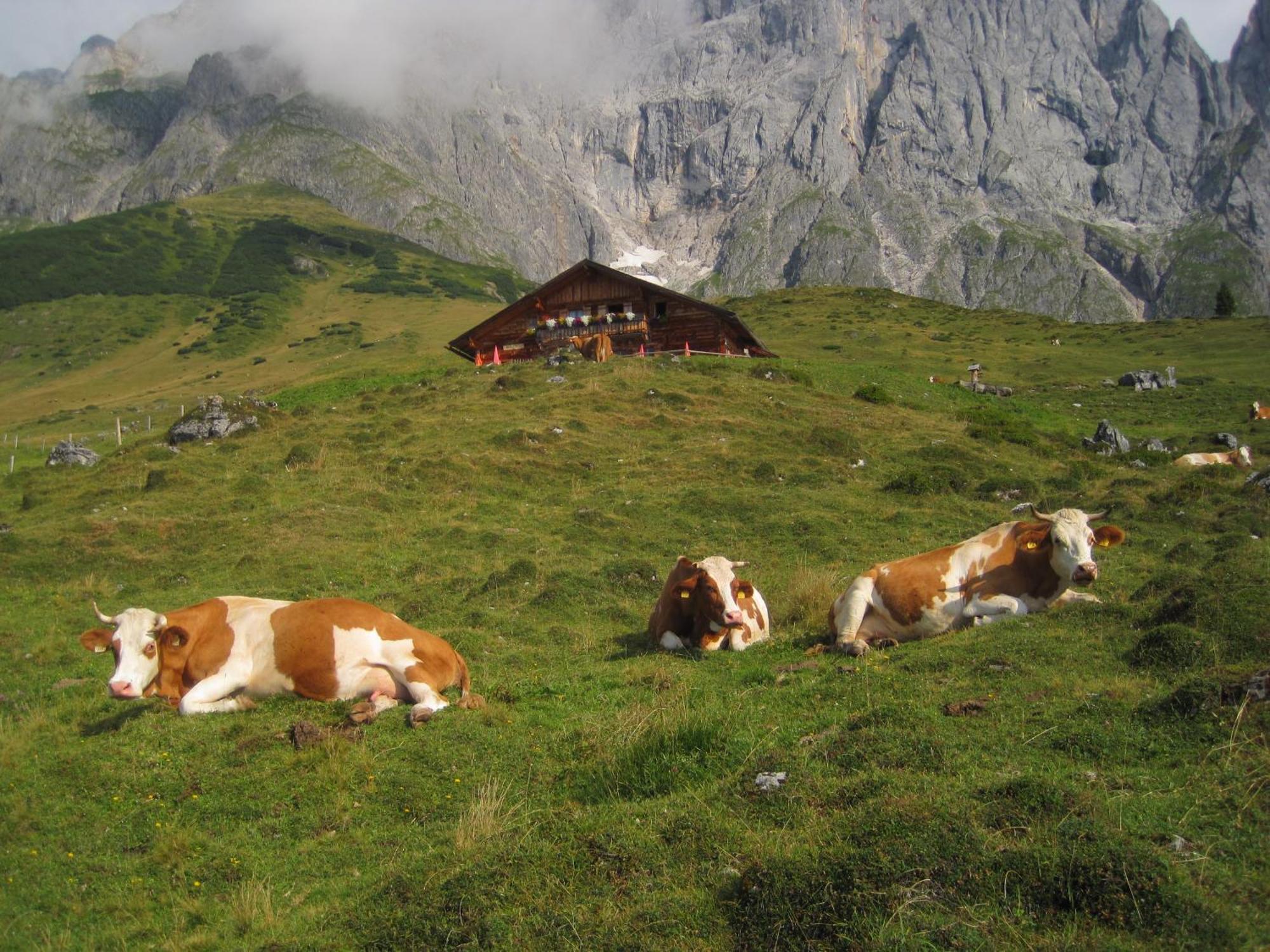 Molteraugut Daire Mühlbach am Hochkönig Dış mekan fotoğraf